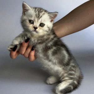 Munchkin Kitten Zizzi 4