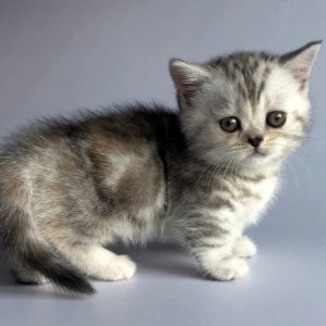 Munchkin Kitten Zizzi 5