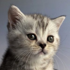 Munchkin Kitten Zizzi 6