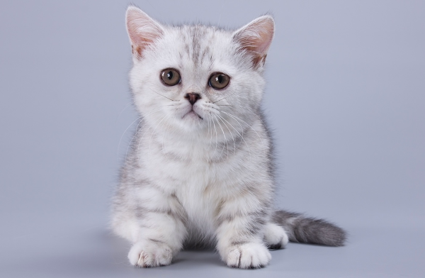 Munchkin Kitten - Zizzi