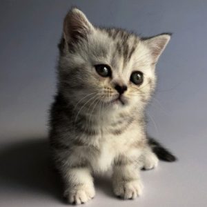 Munchkin Kitten Zizzi 7