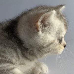 Munchkin Kitten Zizzi 8