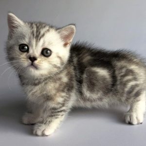 Munchkin Kitten Zizzi 9