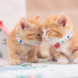 Munchkin Kittens