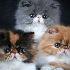 Persian Kittens