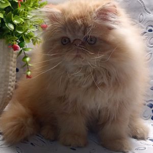 Persian Kitten - Annabelle