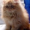 Persian Kitten - Annabelle