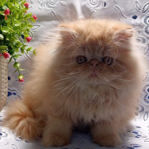 Persian Kitten Annabelle 2