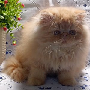 Persian Kitten Annabelle 3