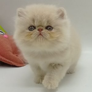 Persian Kitten - Bonnie