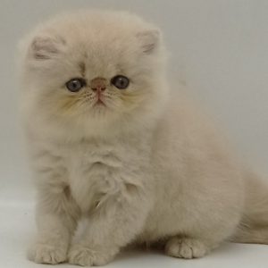 Persian Kitten Bonnie 2