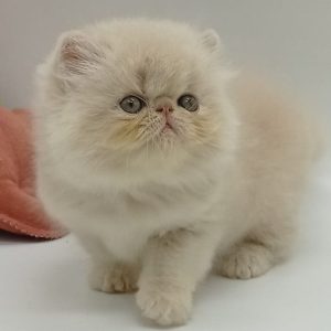 Persian Kitten Bonnie 3