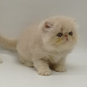 Persian Kitten Bonnie 4