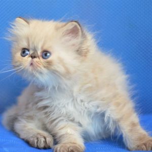 Persian Kitten Cheezburger 3