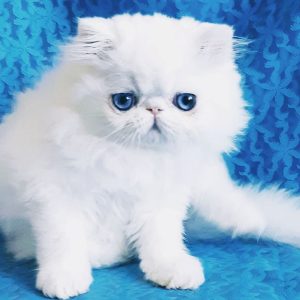 Persian Kitten - Chewy