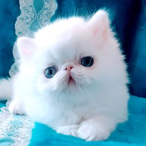 Persian Kitten Chewy 2