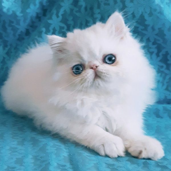 Persian Kitten - Chewy