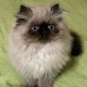 Persian Kitten - ChooChooBear