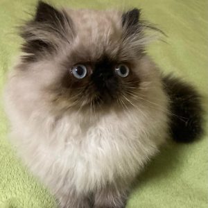 Persian Kitten ChooChooBear 2