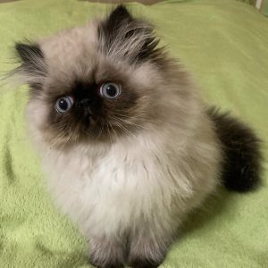 Persian Kitten ChooChooBear 3