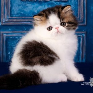 Persian Kitten - CremePuff