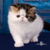 Persian Kitten - CremePuff