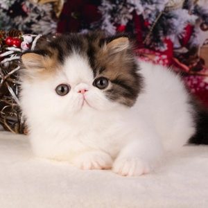 Persian Kitten CremePuff 2