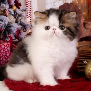 Persian Kitten CremePuff 3