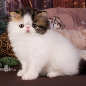 Persian Kitten CremePuff 4