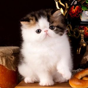 Persian Kitten CremePuff 5