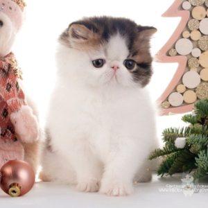 Persian Kitten CremePuff 6