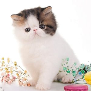 Persian Kitten CremePuff 7