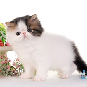 Persian Kitten CremePuff 8