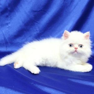 Persian Kitten Jeffery 4