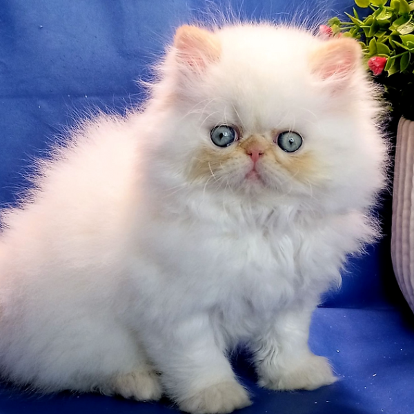 Persian Kitten - Kitkat