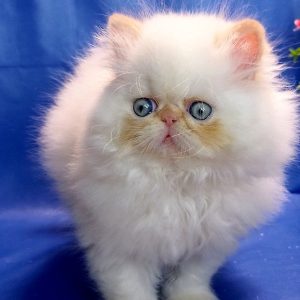 Persian Kitten Kitkat 2