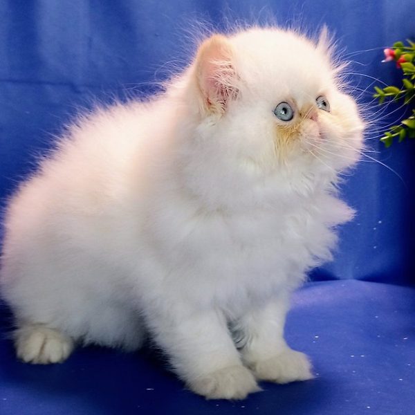 Persian Kitten Kitkat 4