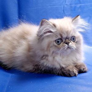 Persian Kitten - Llewelyn