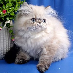 Persian Kitten Llewelyn 2