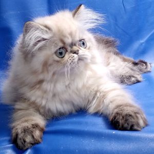 Persian Kitten Llewelyn 3