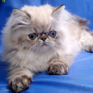 Persian Kitten - Llewelyn