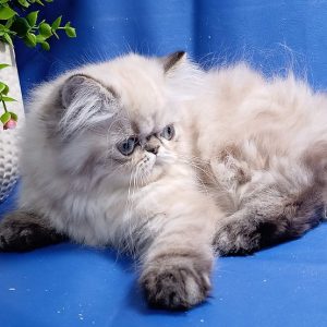 Persian Kitten Llewelyn 4