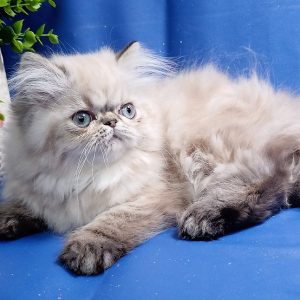 Persian Kitten Llewelyn 5