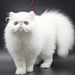 Persian Kitten Lockjaw 2