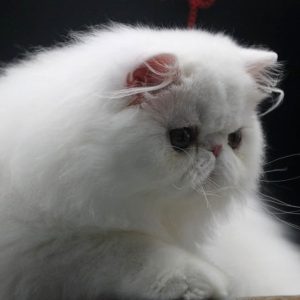 Persian Kitten Lockjaw 3