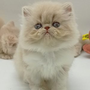 Persian Kitten - Misty