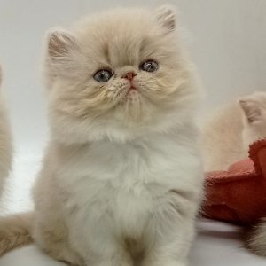 Persian Kitten - Misty