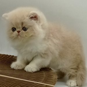 Persian Kitten Misty 4