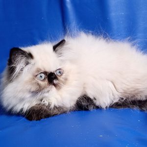 Persian Kitten - MoBo