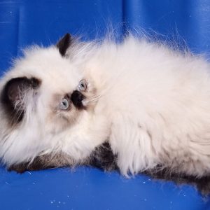 Persian Kitten MoBo 5